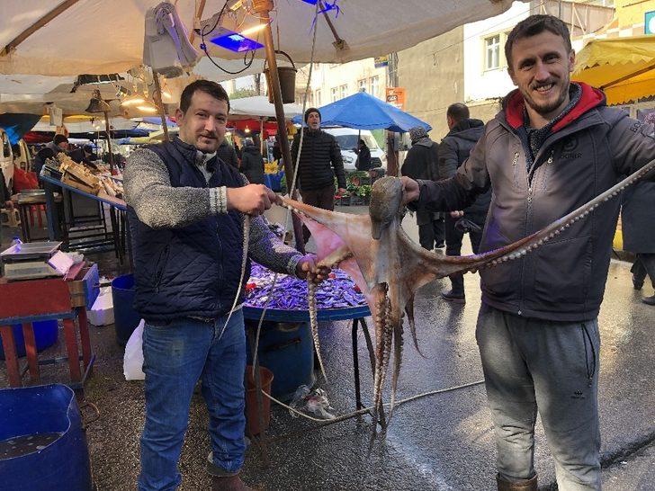 Gören dönüp bir daha baktı... 3 metrelik ahtapot ilgi odağı oldu G4