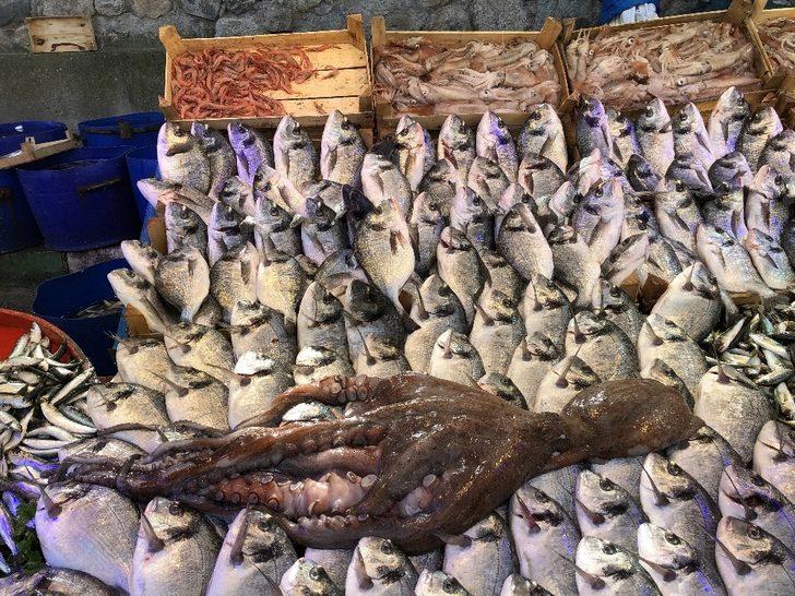 Gören dönüp bir daha baktı... 3 metrelik ahtapot ilgi odağı oldu G5