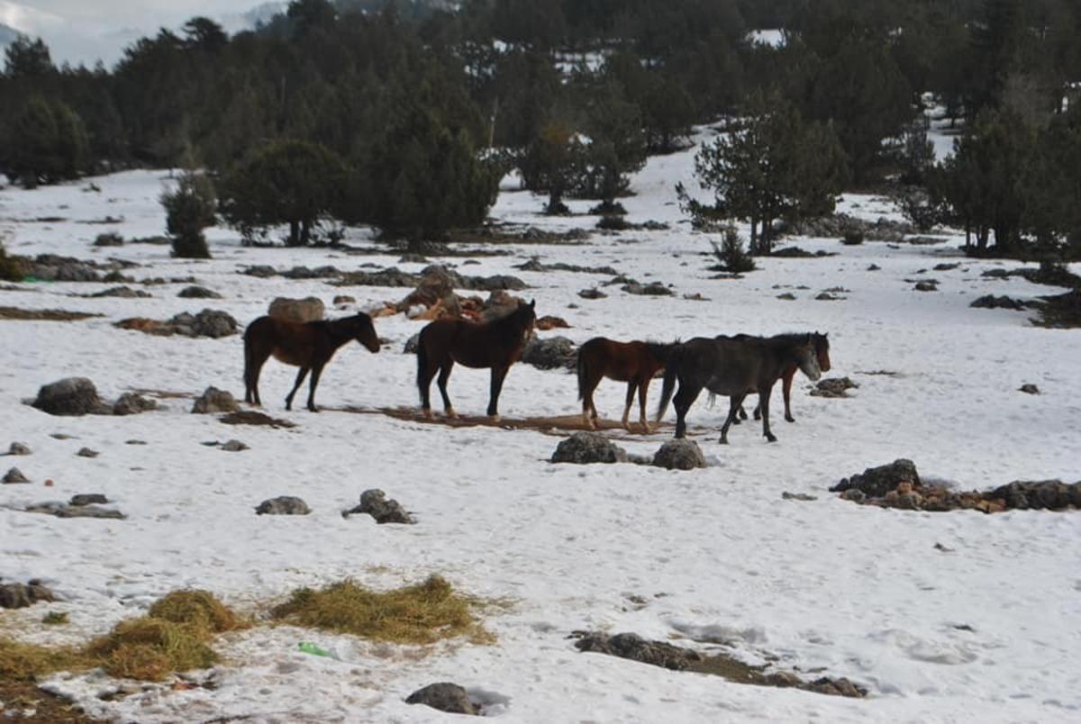 Adana&rsquo;da yaban hayatı i&ccedil;in doğaya yem bırakıldı
