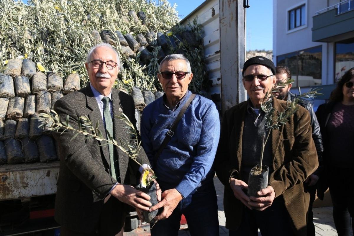 84 &ccedil;ift&ccedil;iye 3 bin 300 memecik zeytini fidanı dağıtıldı