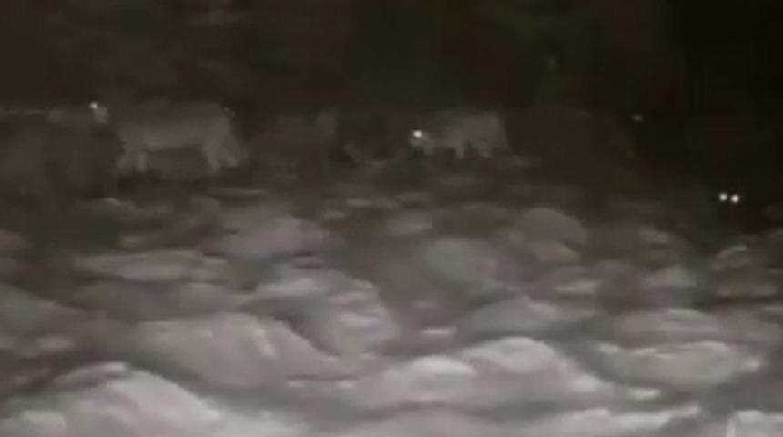 Erzurum’da aç kalan kurtlar köye indi