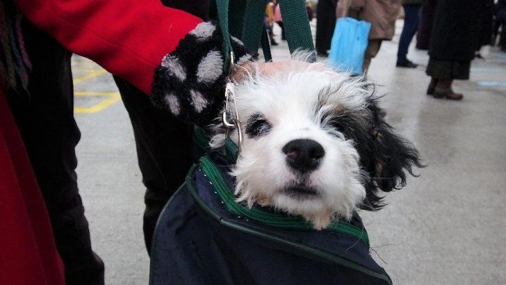 Yavru köpeğini spor çantasında taşıyor G2