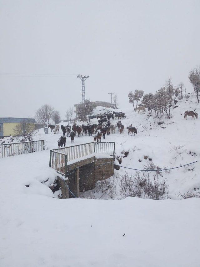 Terk edilen hayvanlar koruma altına alındı