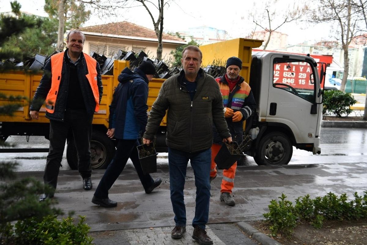 Beylikd&uuml;z&uuml;&rsquo;nde sevgi i&ccedil;in 20 bin g&uuml;l fidanı