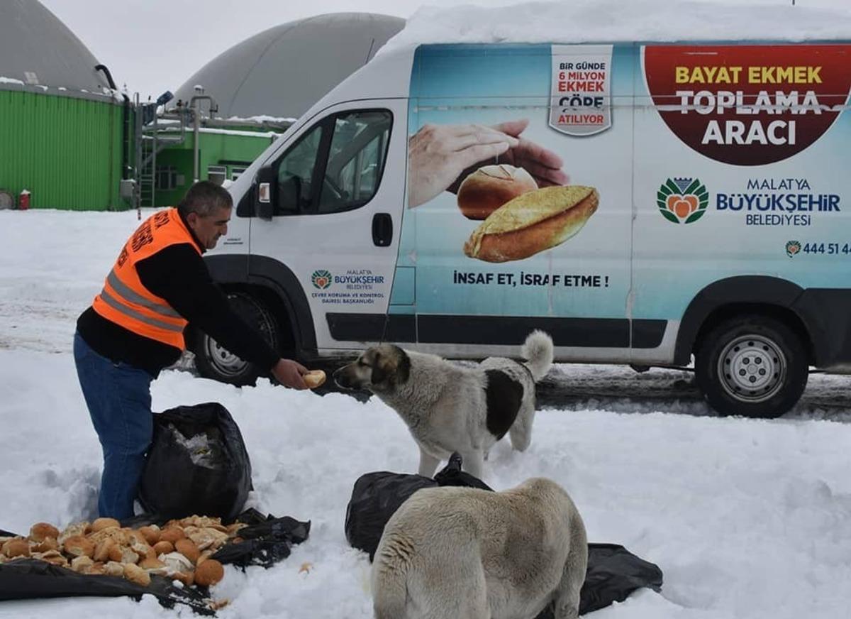 Hayvanlar i&ccedil;in doğaya yiyecek bırakıldı