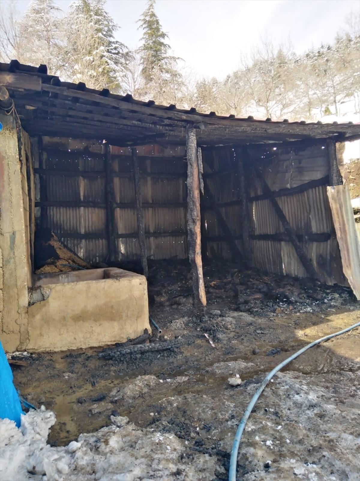 Ahır yangınında 240 k&uuml;&ccedil;&uuml;kbaş hayvan telef oldu