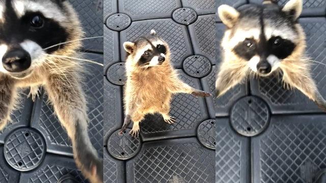 Brownie gören rakunun heyecana kapılınca...