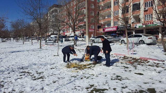 Besni Belediyesi sokak hayvanlarını unutmadı