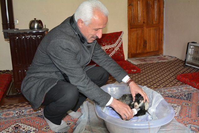 Hakkari’de erken doğan oğlağa bebek gibi bakılıyor