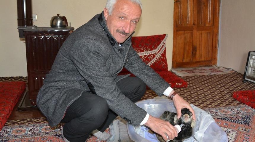 Hakkari’de erken doğan oğlağa bebek gibi bakılıyor