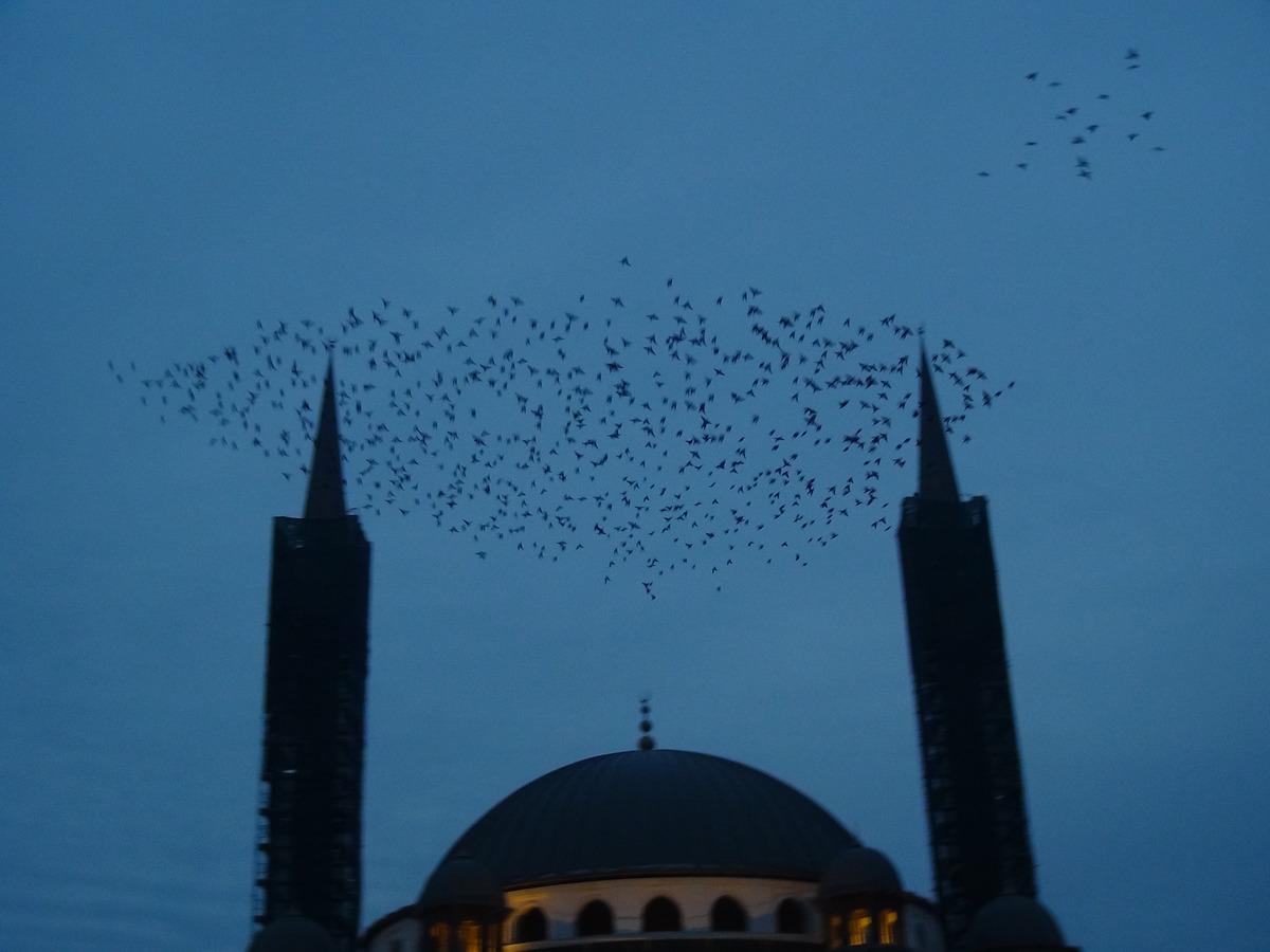 İstanbul'da sığırcık kuşlarının dansı b&uuml;y&uuml;ledi