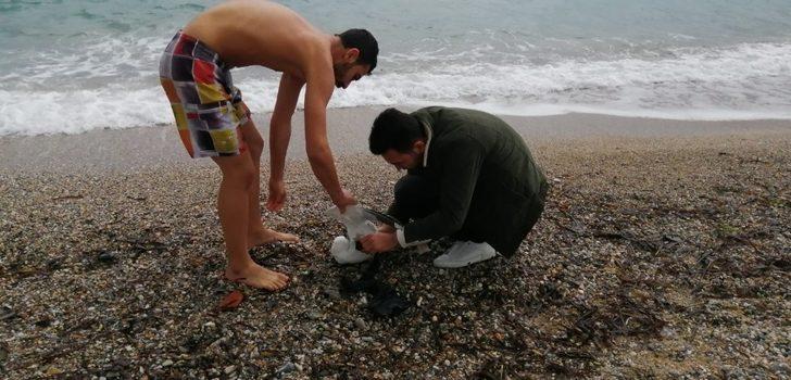 Suda çırpınan martı için soğuk havada denize atladılar G4