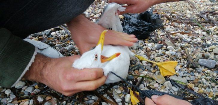 Suda çırpınan martı için soğuk havada denize atladılar G5