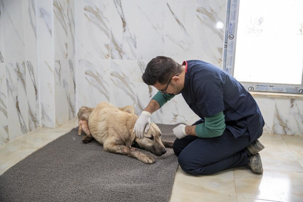 Yaralı k&ouml;peğe belediye &rsquo;umut&rsquo; oldu