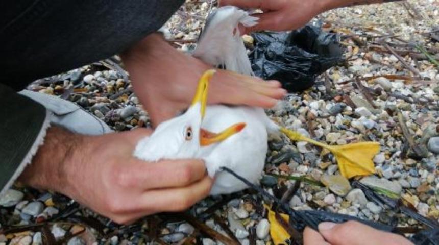 Buz gibi suya girip, poşete dolanan martıyı kurtardı