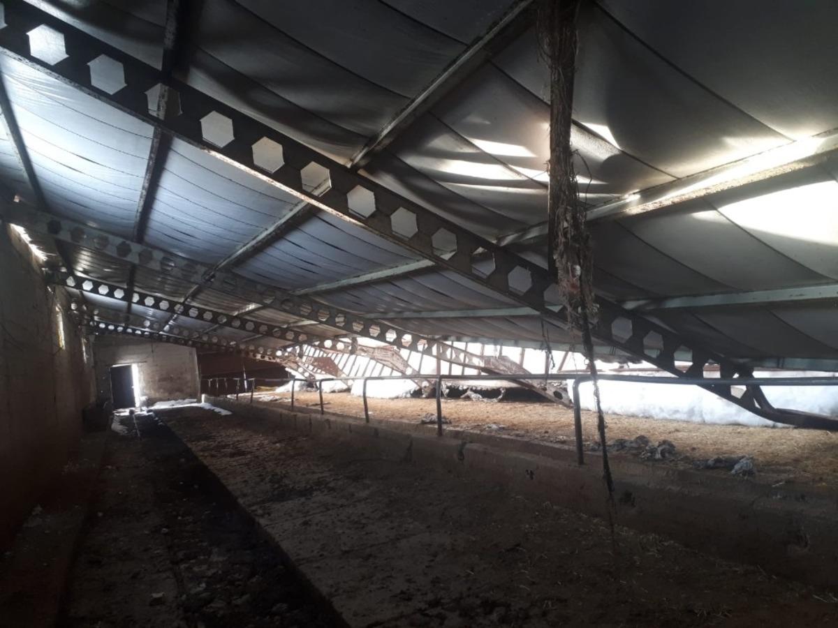 Karın ağırlığına dayanamayan ahırın &ccedil;atısı &ccedil;&ouml;kt&uuml;