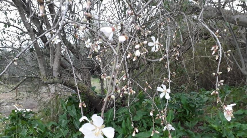 Antalya&rsquo;da bademler erken &ccedil;i&ccedil;ek a&ccedil;tı