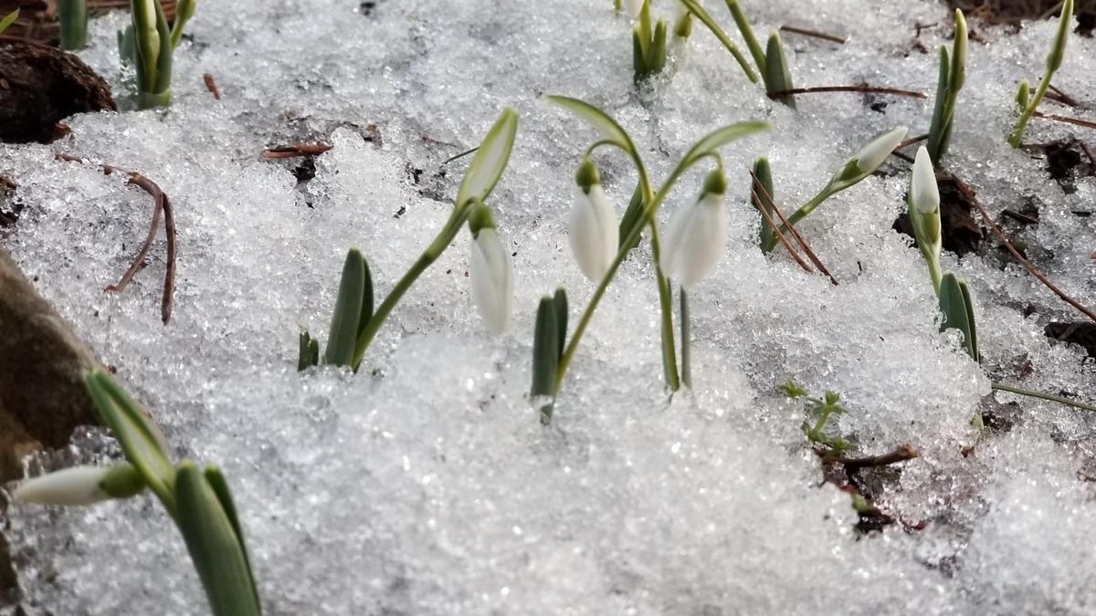 Kardelenler kendini g&ouml;sterdi! Cezası 73 bin TL