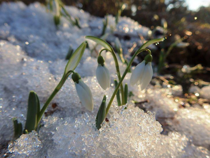 Kardelenler kendini gösterdi! Cezası 73 bin TL G1