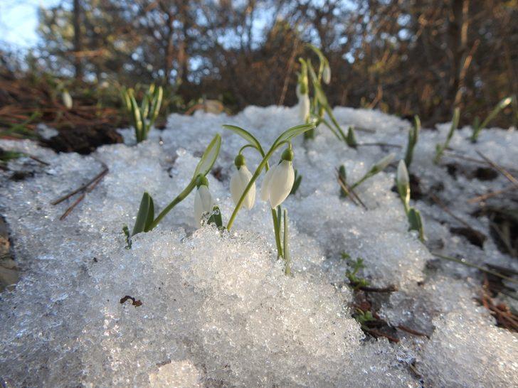Kardelenler kendini gösterdi! Cezası 73 bin TL G4