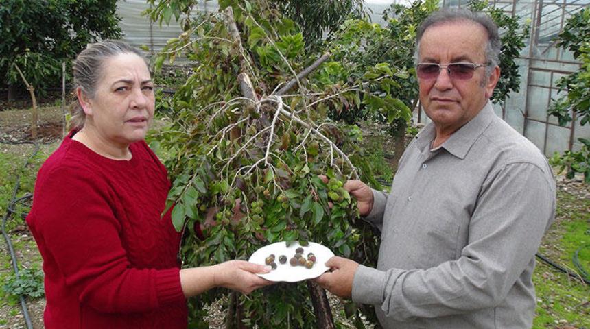 Antalya'da yetiştirdiler! Türkiye'de ilk