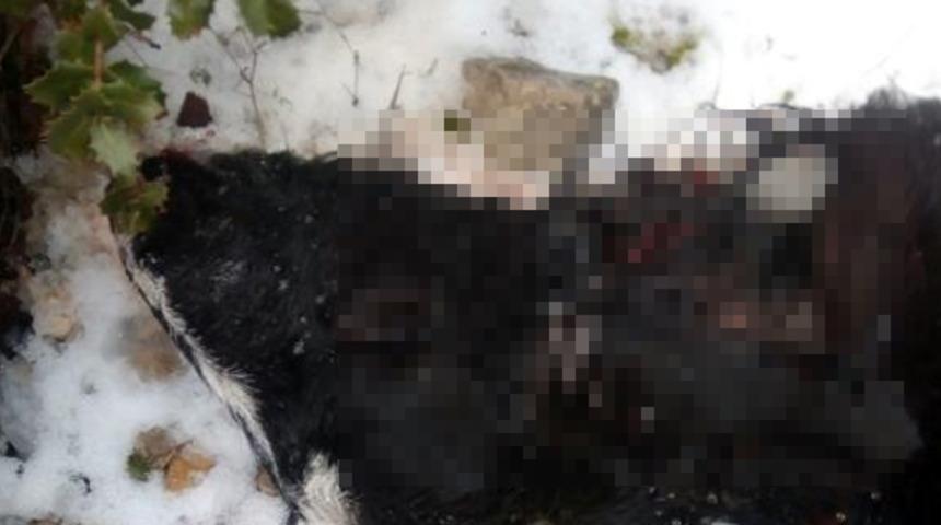 Isparta'da 45 keçi, kurt saldırısı sonucu telef oldu