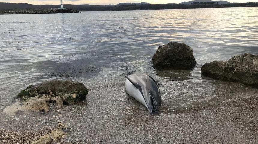 Karaya vuran ölü yunus ekipleri alarma geçirdi