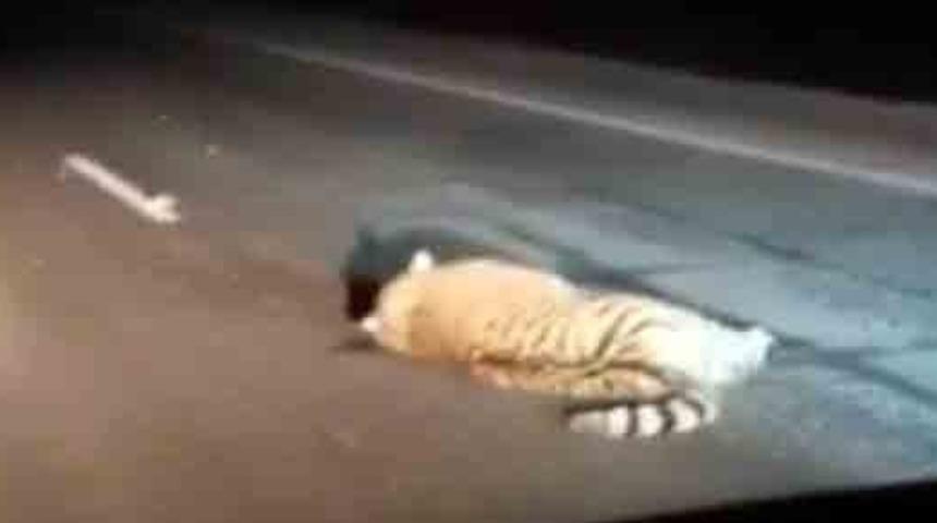 Nesli t&uuml;kenme tehlikesiyle karşı karşıya! Amur kaplanına araba &ccedil;arptı