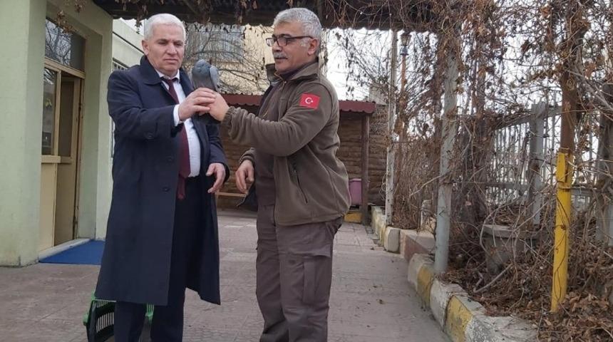 Tedavisi yapılan kaya güvercini doğaya bırakıldı