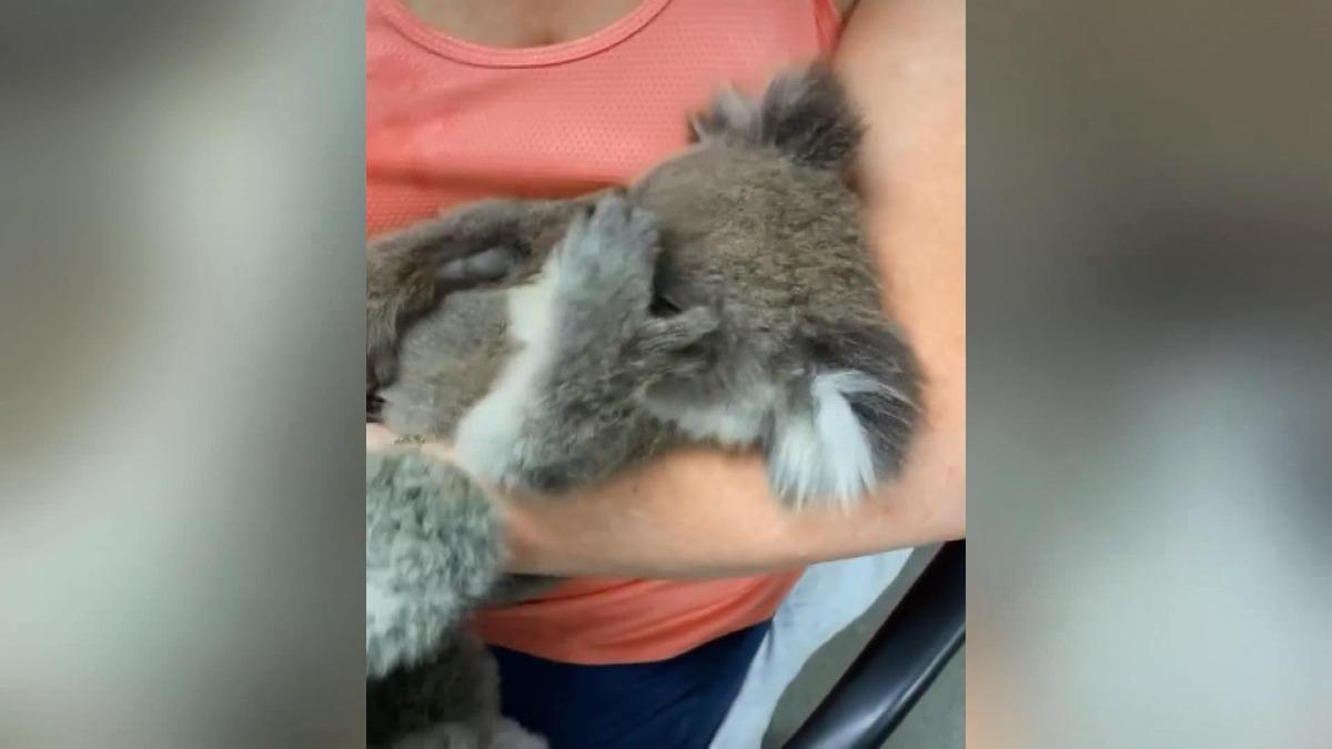 &Ouml;ks&uuml;z koala, oyuncak ayıyı annesi zannetti