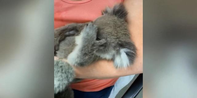 Öksüz koala, oyuncak ayıyı annesi zannetti