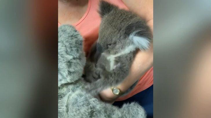 Öksüz koala, oyuncak ayıyı annesi zannetti G2