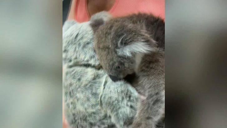 Öksüz koala, oyuncak ayıyı annesi zannetti G3