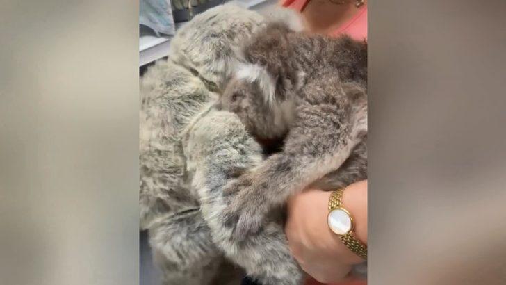 Öksüz koala, oyuncak ayıyı annesi zannetti G4