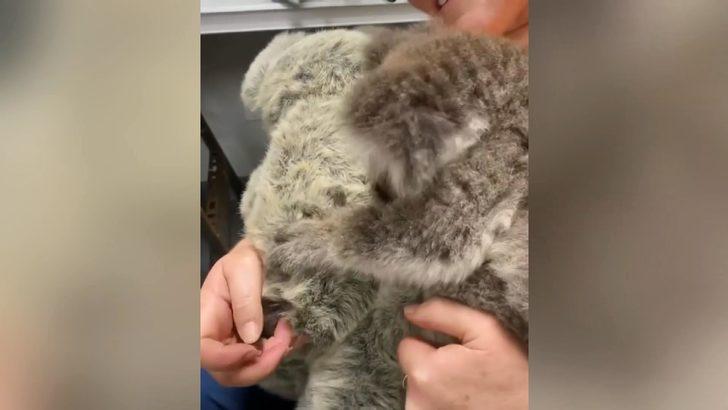 Öksüz koala, oyuncak ayıyı annesi zannetti G5