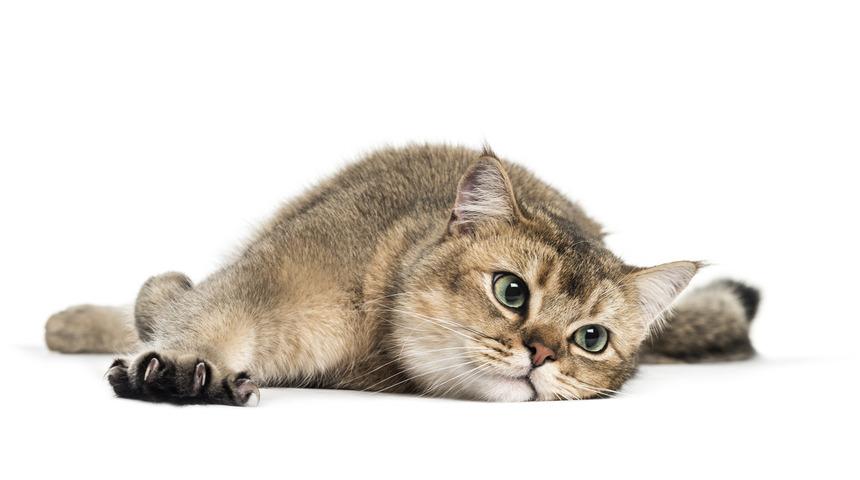 Kedi sahibi olmak, ruh sağlığına iyi geliyor