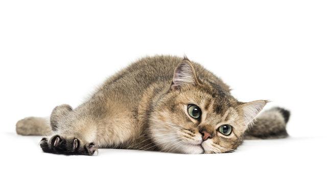 Kedi sahibi olmak, ruh sağlığına iyi geliyor