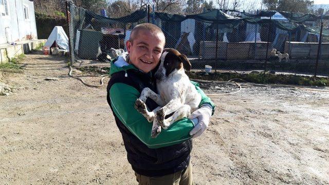 Lapseki’de 2 ayda 406 sokak hayvanı kısırlaştırılarak aşılandı