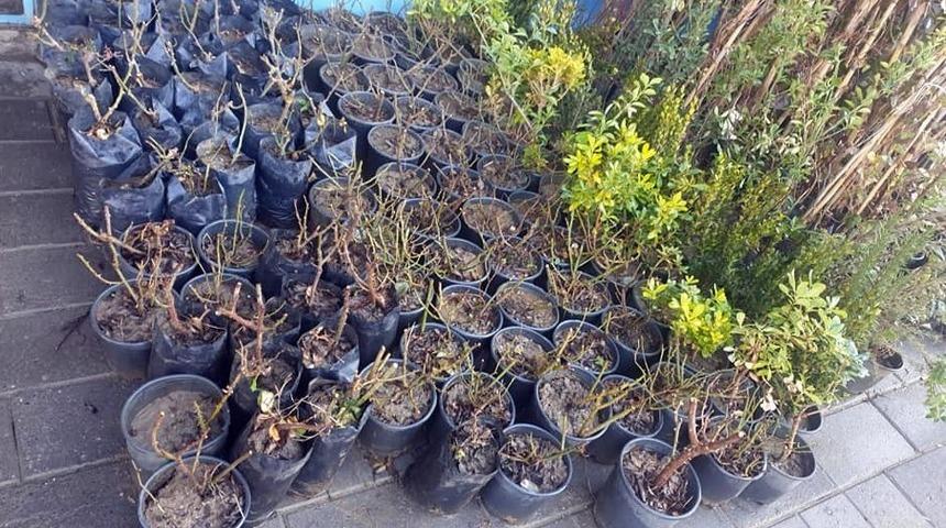 Yerk&ouml;y&rsquo;de fidan satışları başladı