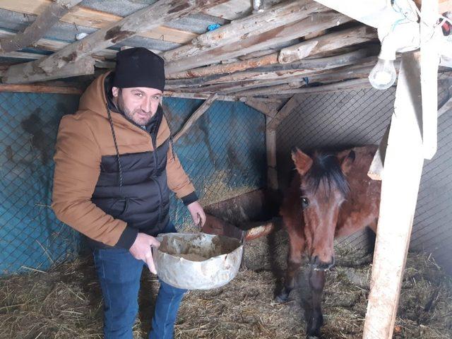 Donmaktan son anda kurtarılan at sağlığına kavuşuyor