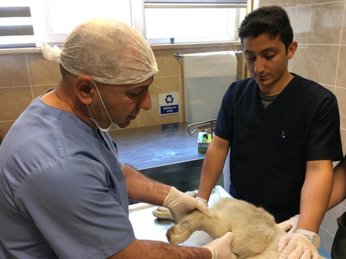 V&uuml;cuduna sa&ccedil;ma isabet eden k&ouml;pek kurtarılamadı