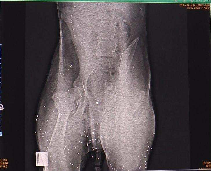 Vücuduna saçma isabet eden köpek kurtarılamadı G2