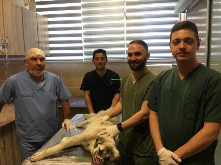 Vücuduna saçma isabet eden köpek kurtarılamadı G3