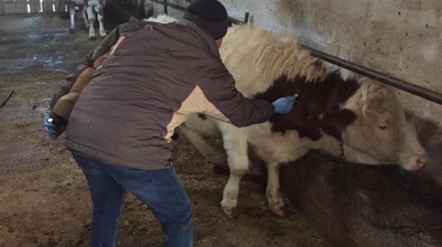Iğdır’da şap hastalığına karşı aşılama yapılıyor