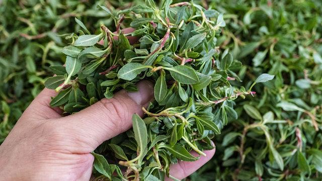 Pirpirim çorbası tarifi