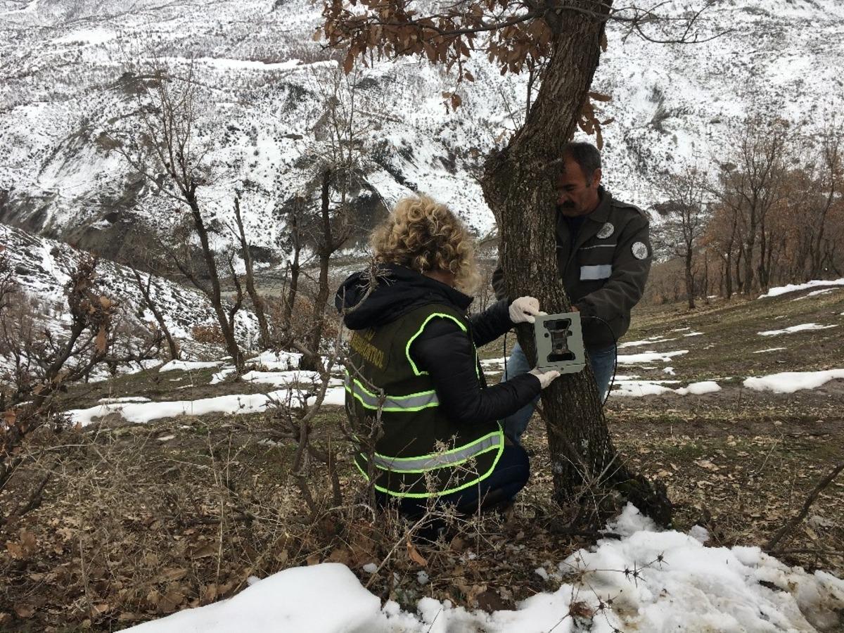 Uludere&rsquo;de vahşi yaşamın sırlarını keşfetmek i&ccedil;in fotokapan kuruldu