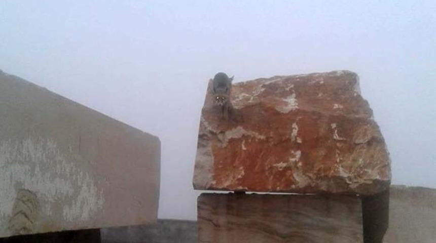 Şaşkın tilki akşam uyumak için çıktığı yerden inemedi