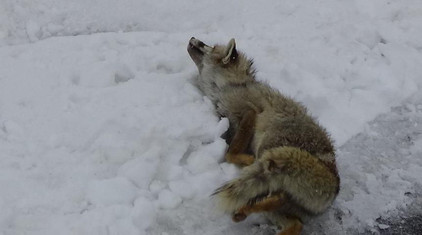 Soğuk hava ve a&ccedil;lığa dayanamayan tilki donarak telef oldu