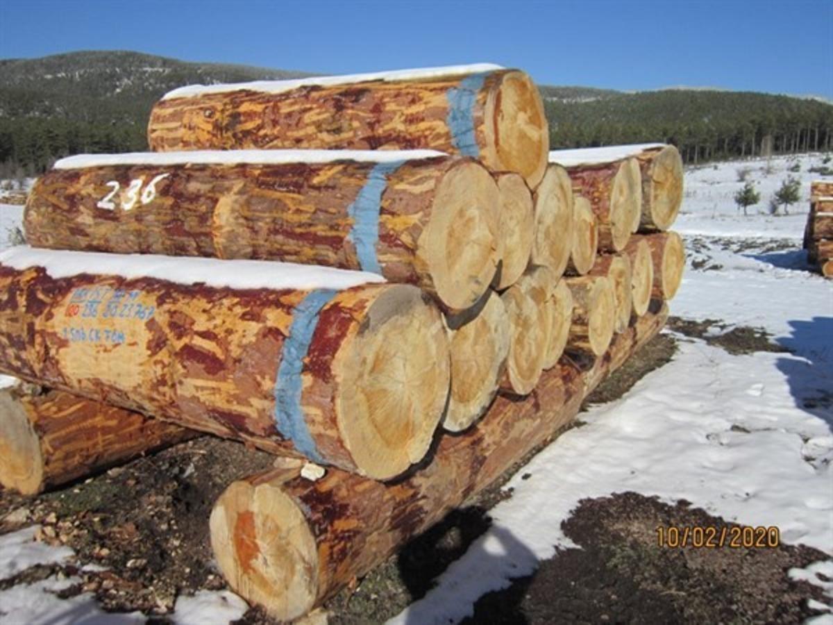 K&uuml;tahya&rsquo;da 2 milyon 96 bin TL orman emvali satışı