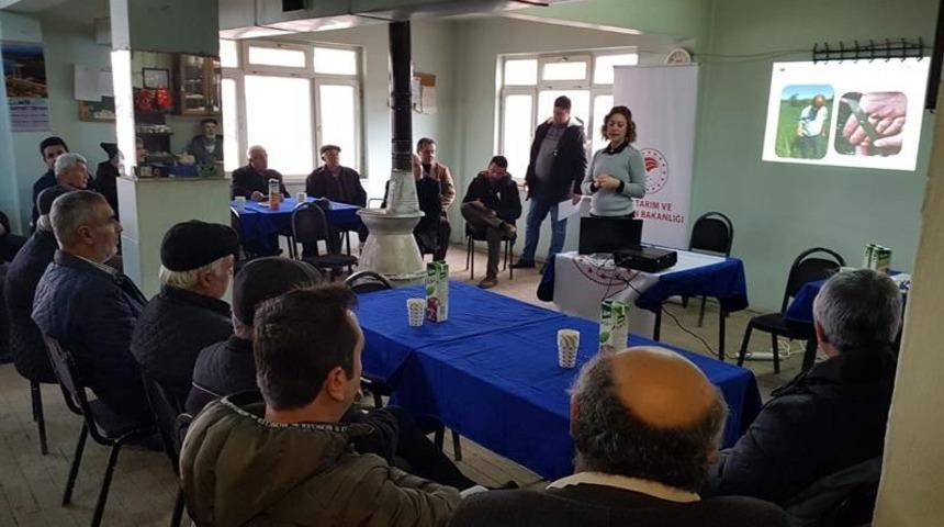 Süne zararlısı ve tarla faresi buğdayda verim düşüklüğüne neden oluyor